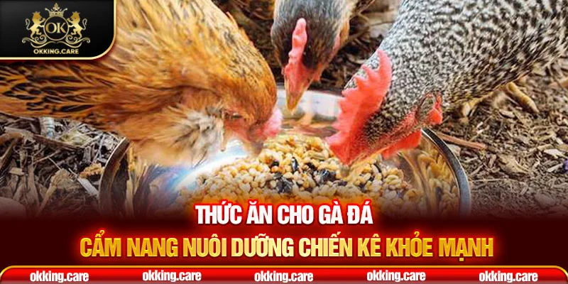 thức ăn cho gà đá